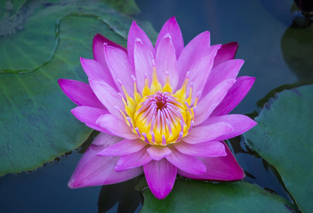 Flor de Lótus